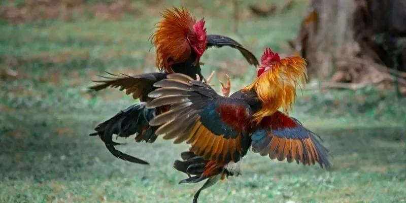 Cách tham gia đá gà trực tiếp