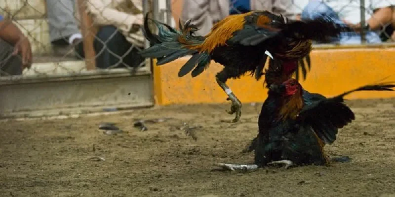 Đá Gà Cựa Sắt Hấp Dẫn, Bộ Môn Đang Thử Nhất Năm 2025