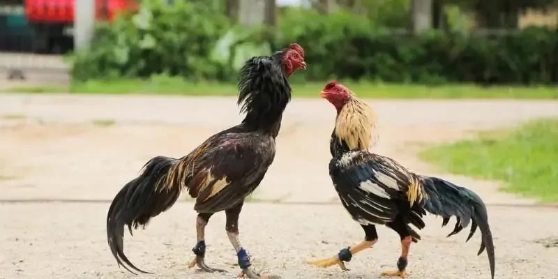 Đá Gà Miền Tây Kịch Tính Điểm Hẹn Cho Cuộc Vui Lý Thú