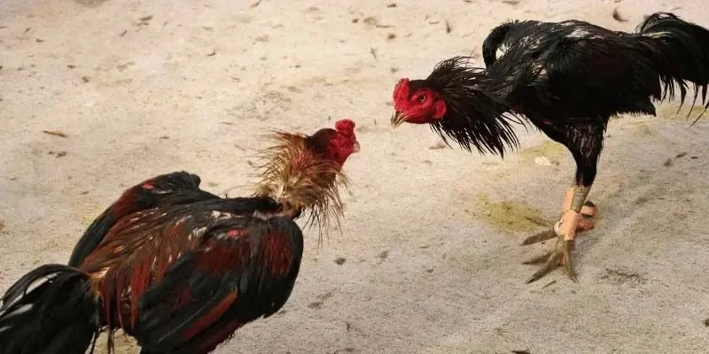 Điểm nổi bật giúp đá gà thomo ghi dấu ấn với người tham gia