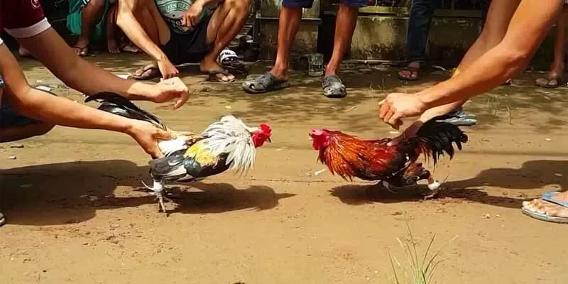 Hệ thống trò chơi đá gà 88vn