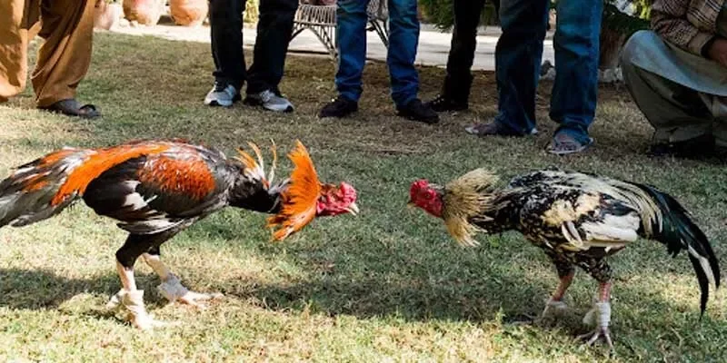 Những bí quyết giúp đá gà cựa sắt chiến thắng trong mỗi trận đấu