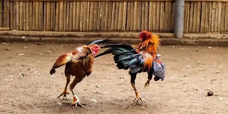 Những điểm nổi bật làm nên sức hấp dẫn của đá gà cựa dao